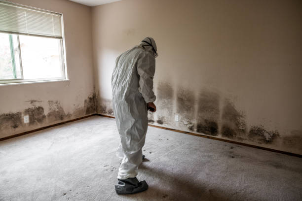 Best Post-Flood Mold Remediation in USA